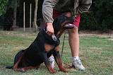 ROTTWEILER - BROSSAGE 078
